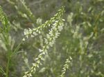 White Sweet-clover, Melilotus alba