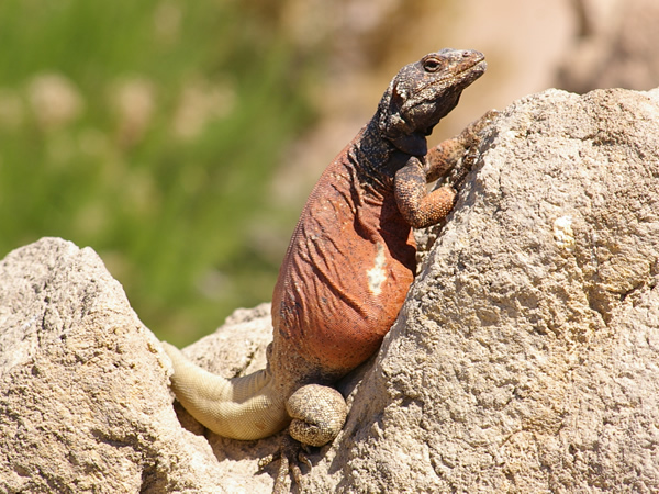 A Chuckwalla Lizard welcomes you to the Reptiles and Amphibians Corner.