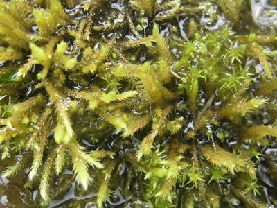 Philonotis Moss, Philonotis capillaris