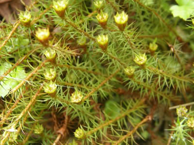 ommon Haircap Moss, Polytrichum commune