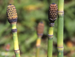 A Look at Rushes and Sedges