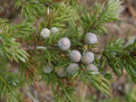 Common Juniper, Juniperus communis
