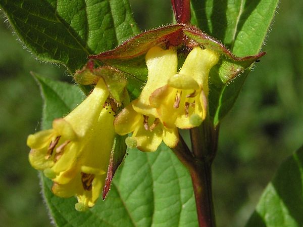 Flowers of Black Twinberry