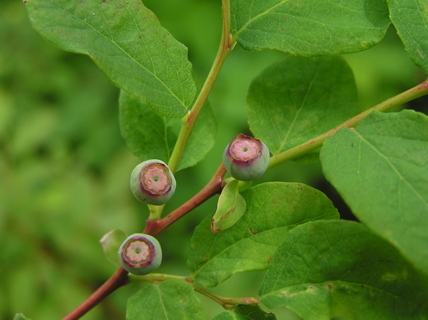 Oval-leaved Blueberry