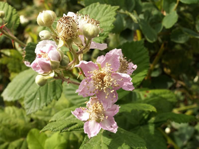 Himalayan Berry - flower