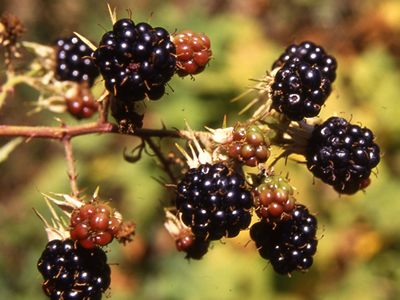 Himalayan Berry - fruit