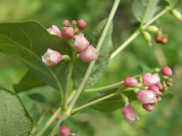 Flowers of the Snowberry