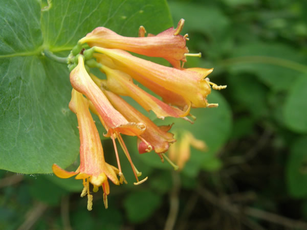 Orange Honeysuckle