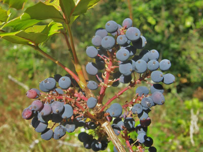 Oregon-grape - Fruit