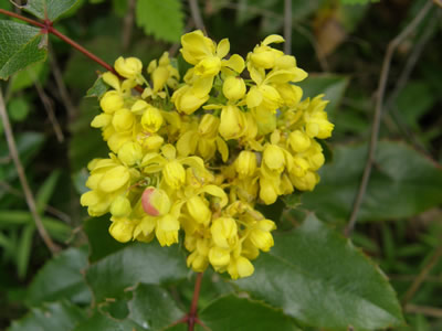 Yellow flowers of the Oregon-grape