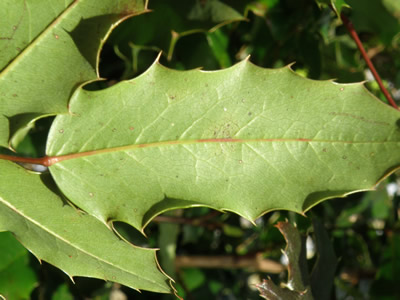 Tall Oregon-grape leaf