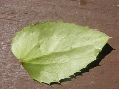 Dwarf Orgeon-grape leaf