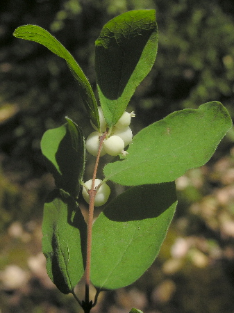 Creeping Snowberry