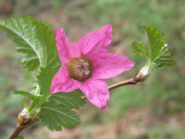 Salmonberry flower