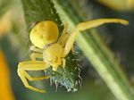 Goldenrod Crab Spider, Misumena vatia