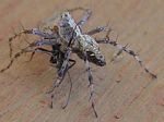 Lynx Spider, Oxyopes scalaris