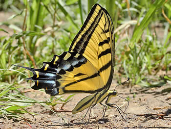 Two Tailed Butterfly, Papilio multicaudata