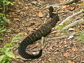 Timber Rattlesnake, Crotalus horridus 