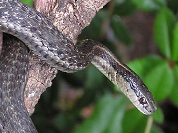 Garter Snake, Thamnophis sp 