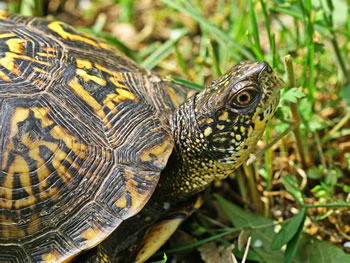 Eastern Box Turtle, Terrapene carolina 