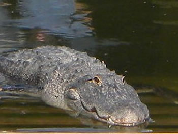 American Alligator, Alligator mississippiensis 