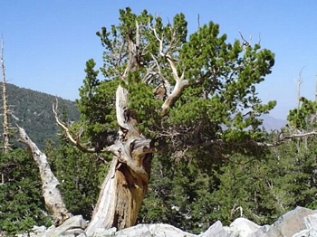Bristlecone Pine, Pinus longaeva