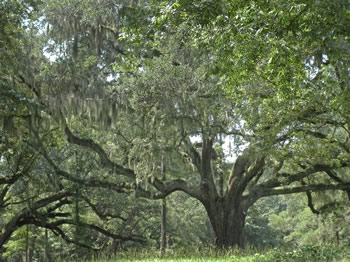 Live Oak, Quercus virginiana