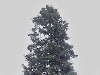 Red Spruce, Picea rubens