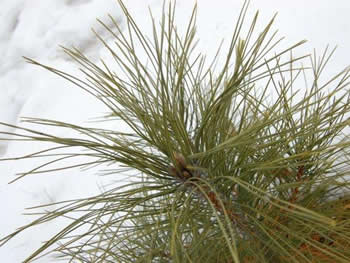 Red Pine, Pinus resinosa