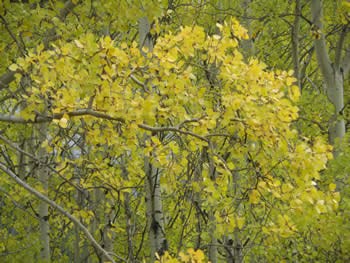 Quaking Aspen, Populus tremuloides