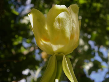 Tulip Tree, Liriodendron tulipifera 