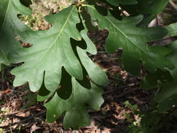 White Oak, Quercus alba 