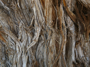Utah Juniper bark