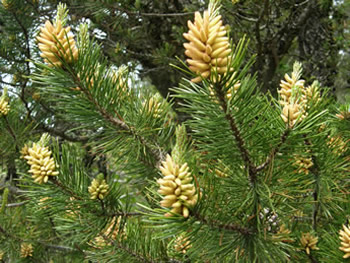 Beach Pine male cones