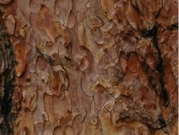 Ponderosa Pine bark