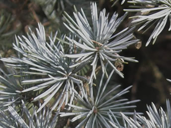 Needles of the Atlas Cedar