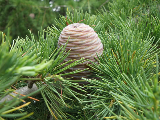 Deodar Cedar cone