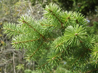 Douglas-fir needles