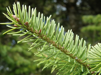 Douglas-fir needles
