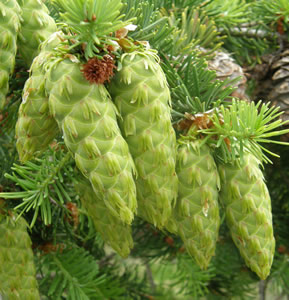 Douglas-fir young cones