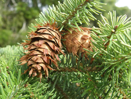 Mature Cones of the Douglas-fir