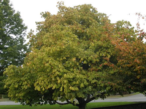 Horse-chestnur tree
