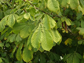 Leaves of the Horse-chestnut