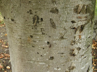 Horse-chestnut bark