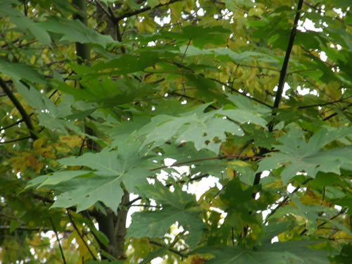 Leaves and branches
