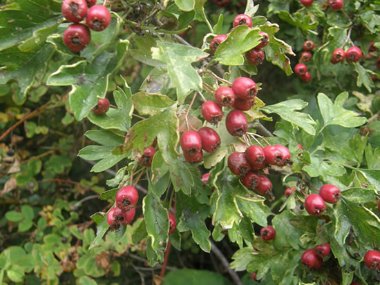 Oneseed Hawthorn leaves and fruit