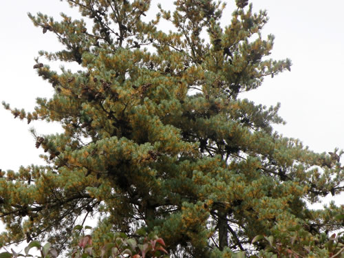 Western White Pine