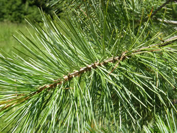 Western White Pine needles