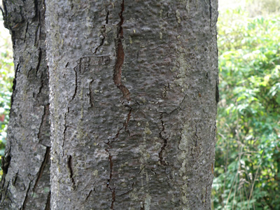 Western White Pine bark
