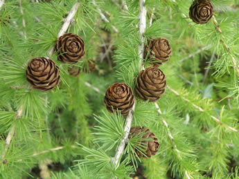 Tamarack cones